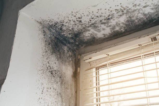 Affordable Attic Mold Removal solutions in Dover, TN