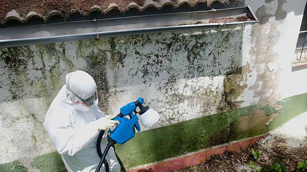 Top rated local Attic Mold Removal specialists in Dover, TN